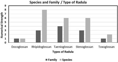 Radular Morphology and Relationship Between Shell Size and Radula Size of Few Dominating Intertidal Gastropod Mollusks of Veraval Coast, Gujarat